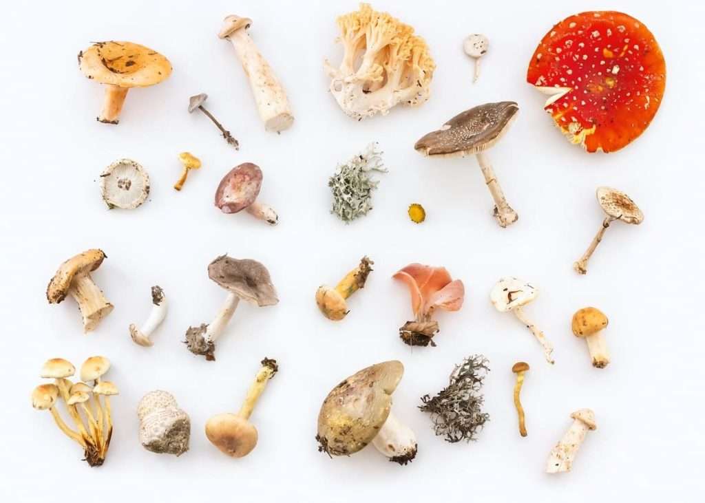 Different types of mushrooms