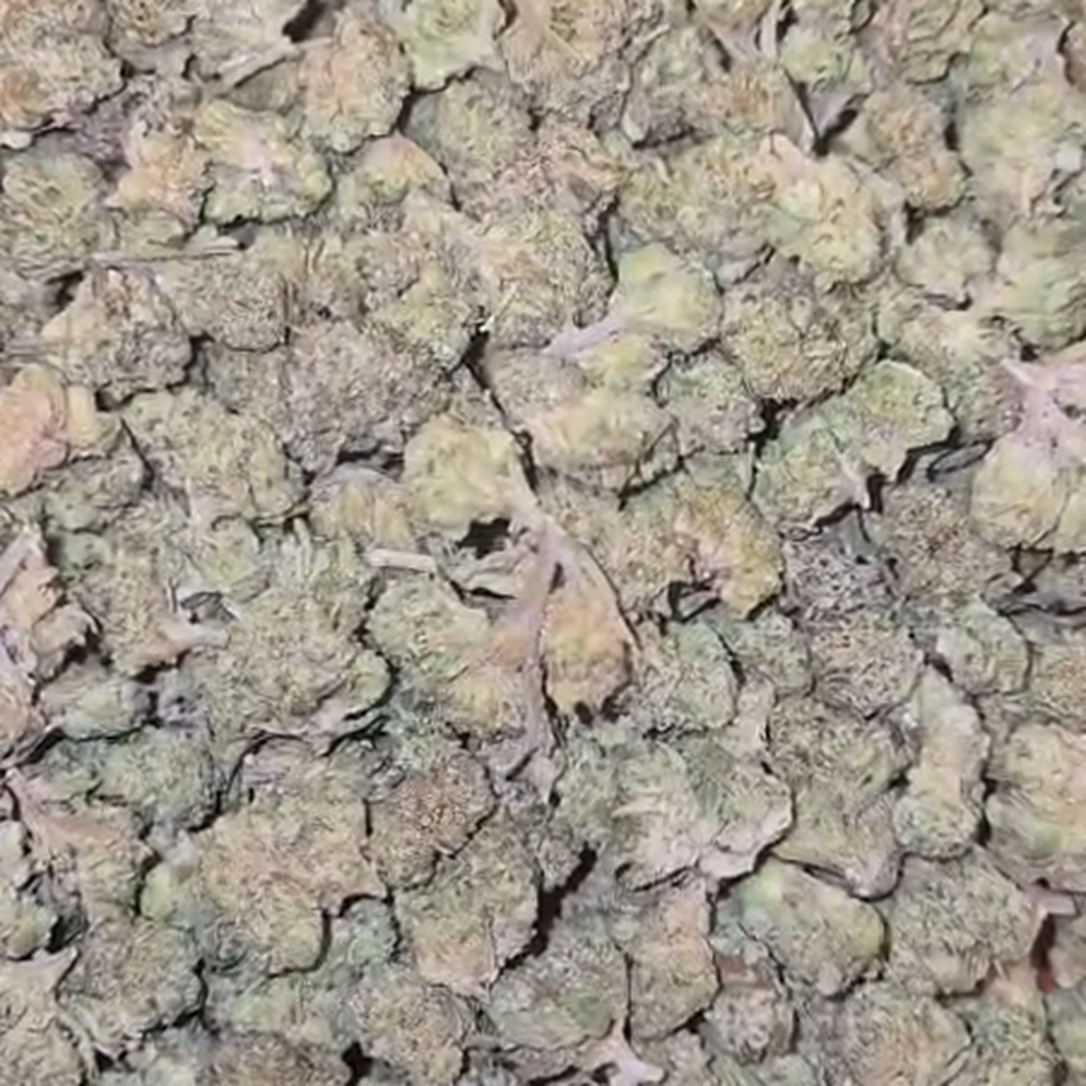 THCA Flower Ambrosia. Grade Smalls